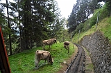 Swiss_2011-09-12-1159_0121_JL