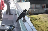 Swiss_2011-09-12-1220_0320_AS
