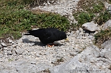 Swiss_2011-09-12-1339_0385_AS