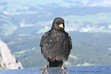 Swiss_2011-09-12-1423_0390_AS