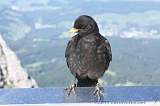 Swiss_2011-09-12-1423_0391_AS