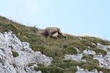 Swiss_2011-09-12-1541_0461_AS