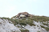 Swiss_2011-09-12-1541_0462_AS