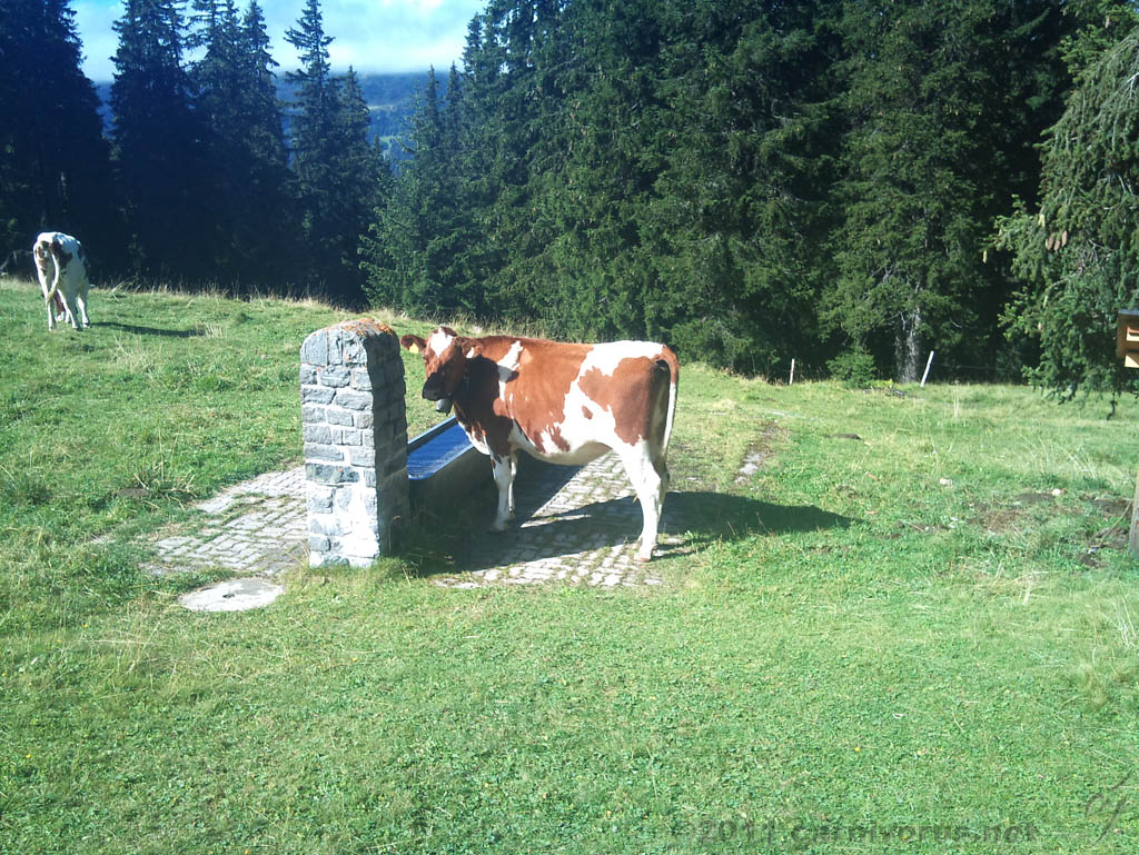 Swiss_2011-09-12-1101_009_JV.jpg