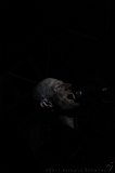 HavenRock_Festival_017