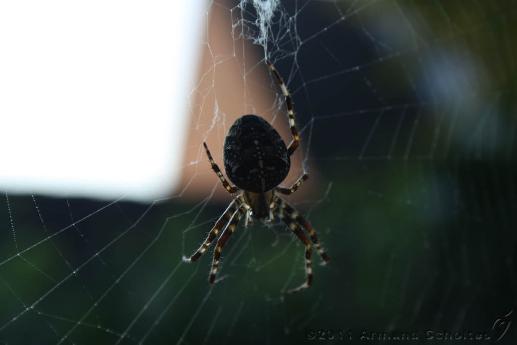 Spider_001.jpg