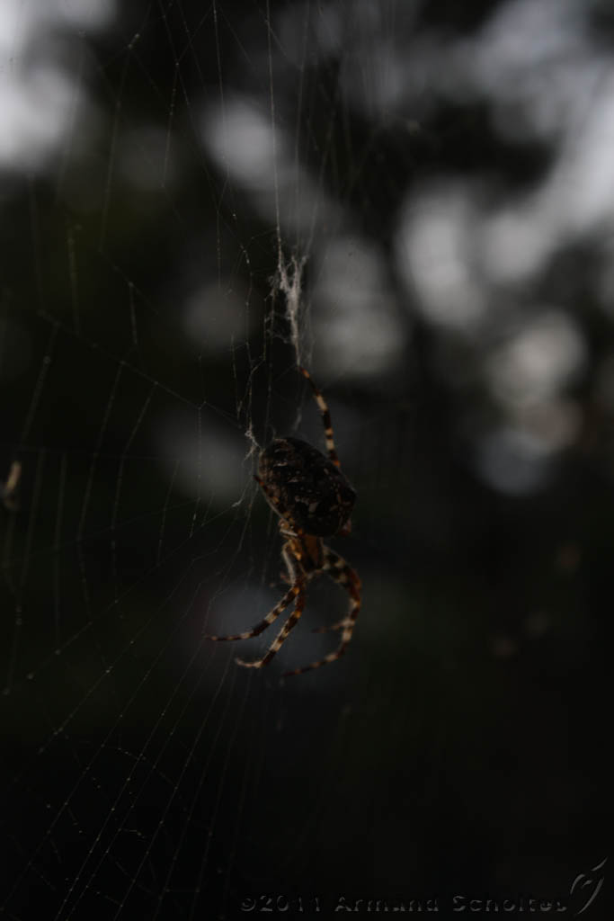 Spider_003.jpg