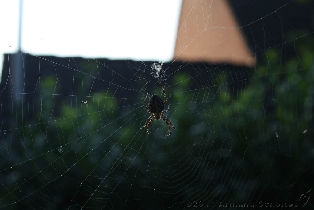 Spider_004.jpg