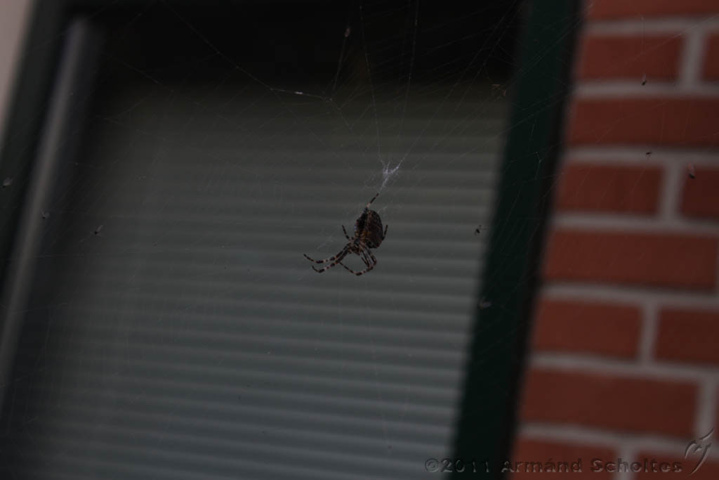 Spider_005.jpg
