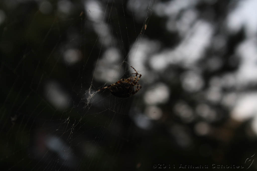 Spider_006.jpg