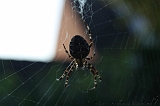 Spider_001