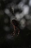 Spider_002