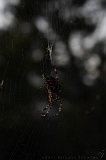 Spider_003