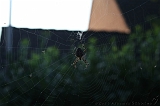 Spider_004