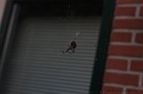 Spider_005