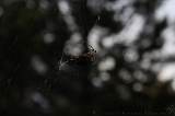 Spider_006