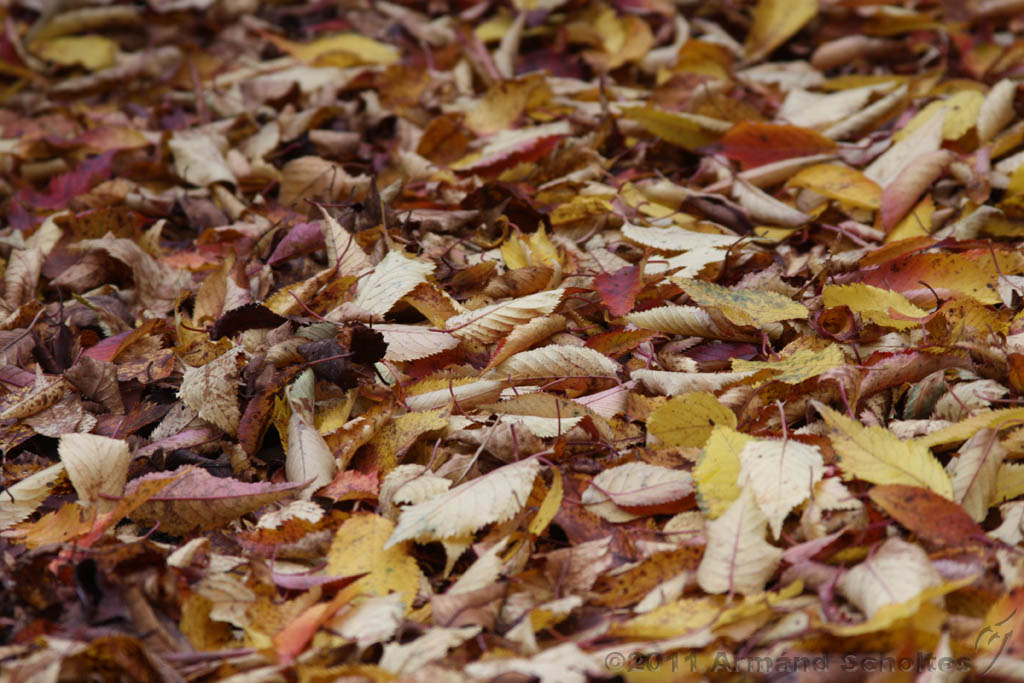 Leaves_01.jpg