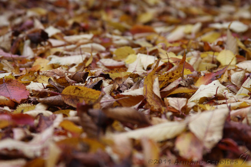 Leaves_02.jpg