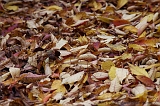 Leaves_01