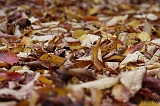 Leaves_02