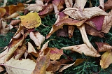 Leaves_03