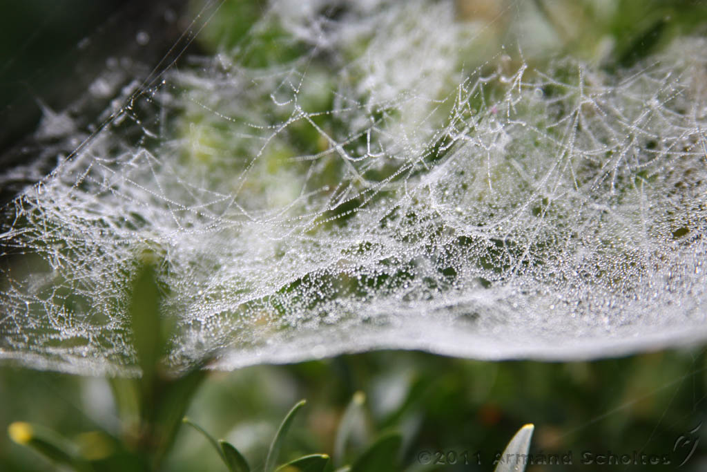Cobwebs_03.jpg
