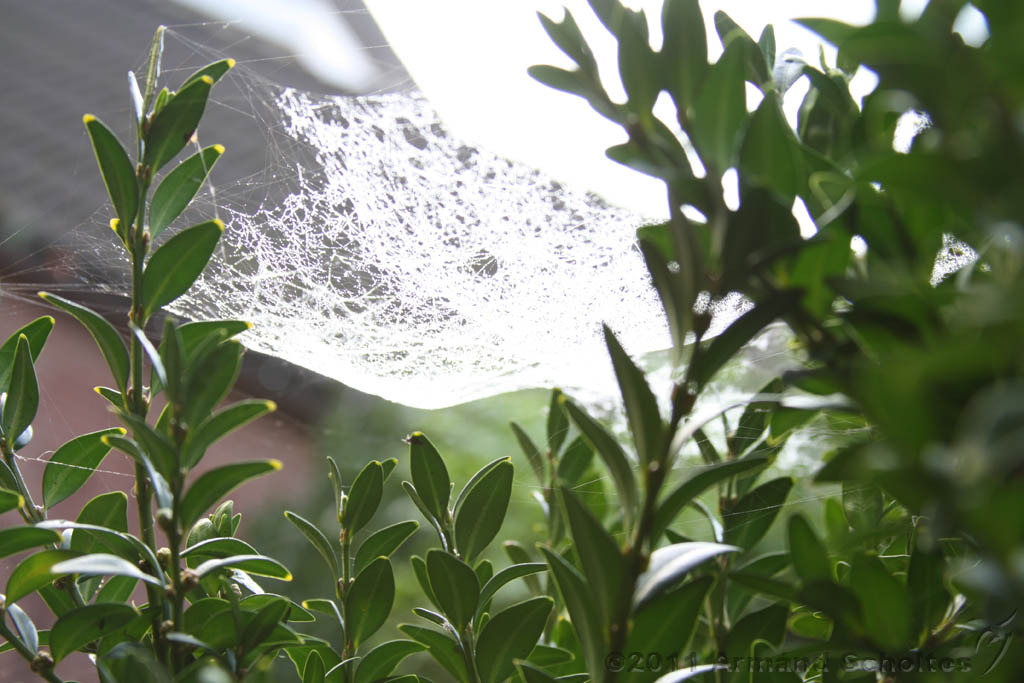 Cobwebs_06.jpg
