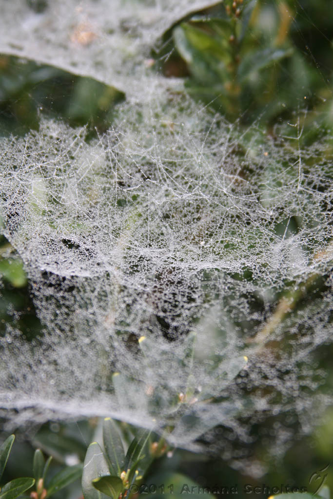 Cobwebs_08.jpg