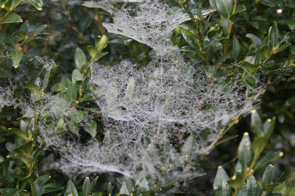 Cobwebs_10.jpg