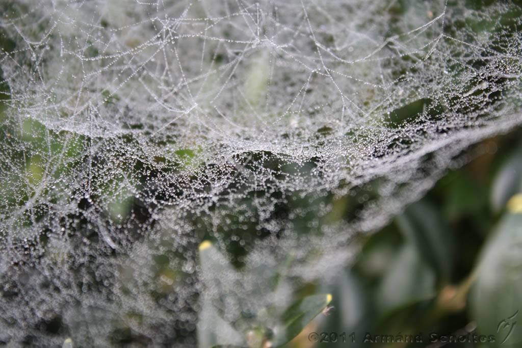 Cobwebs_12.jpg