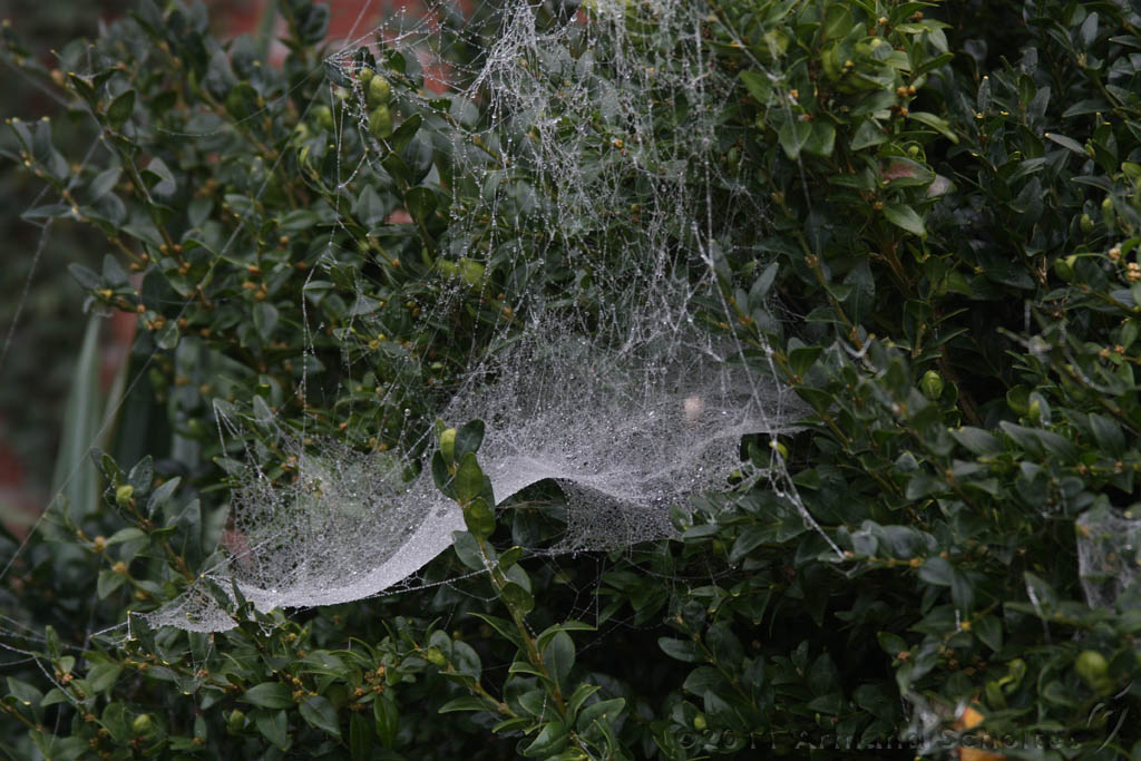 Cobwebs_20.jpg