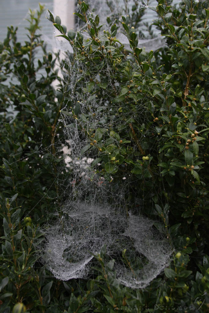 Cobwebs_21.jpg