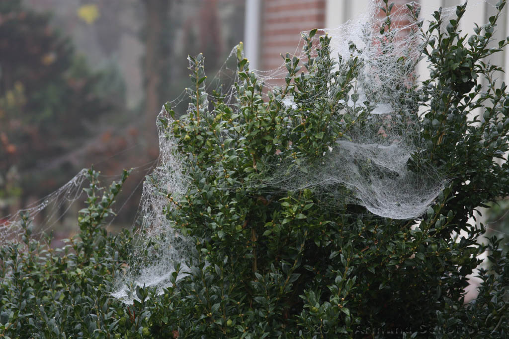 Cobwebs_23.jpg