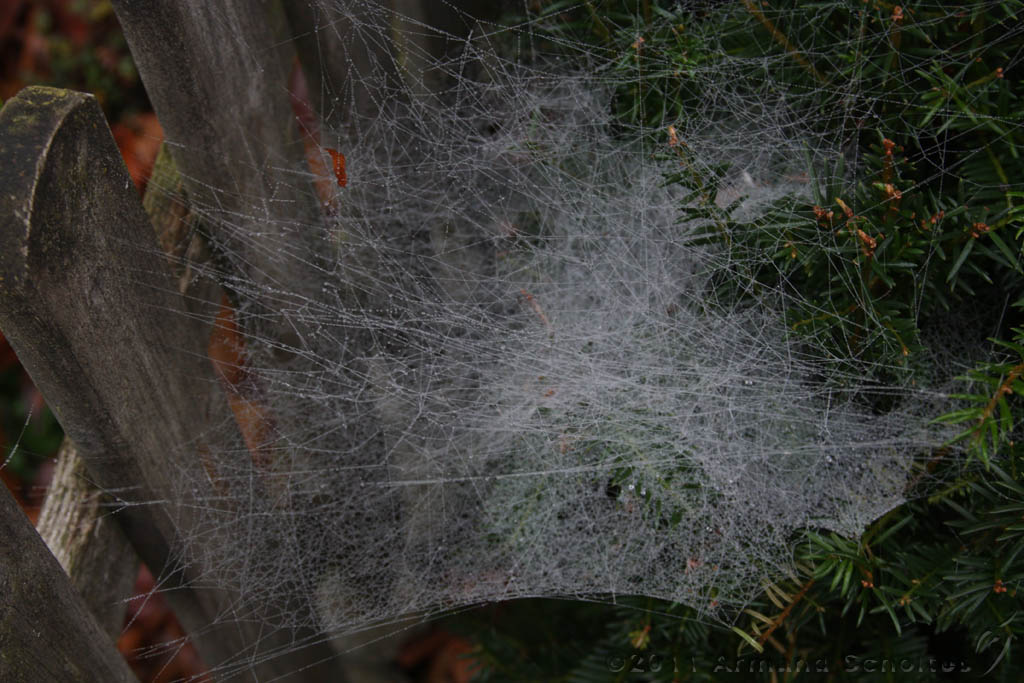 Cobwebs_24.jpg