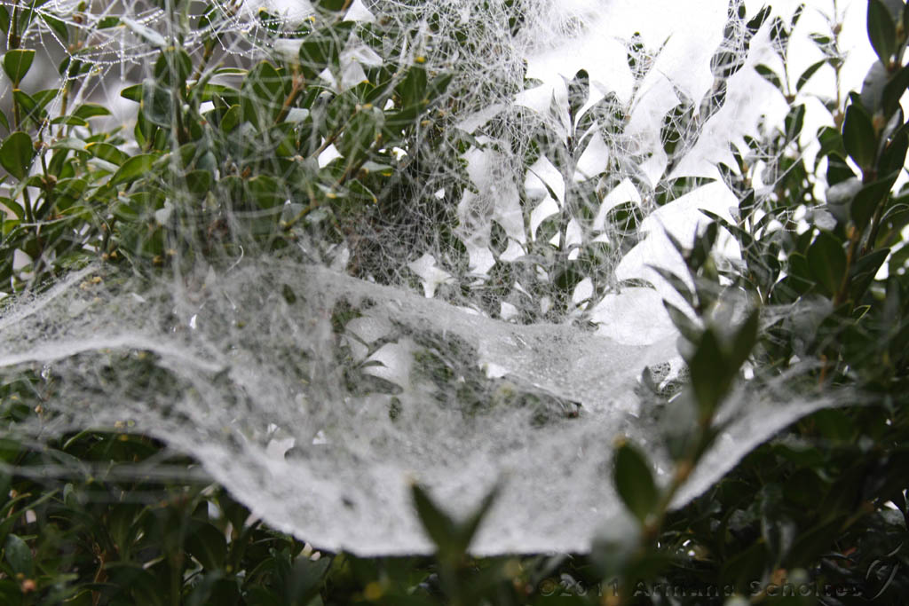 Cobwebs_25.jpg