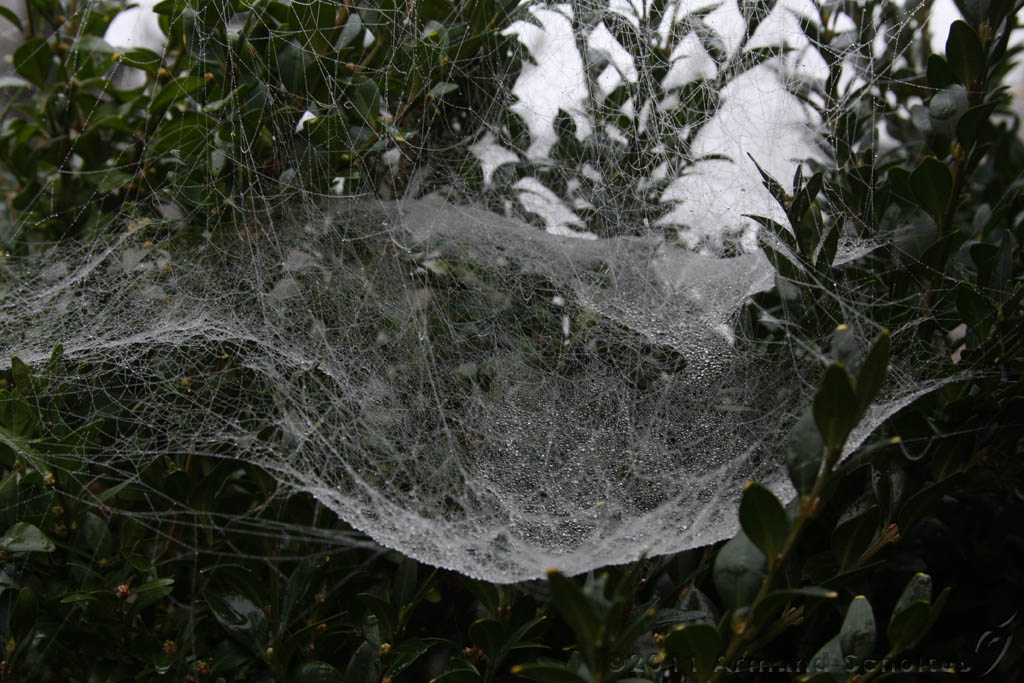 Cobwebs_26.jpg