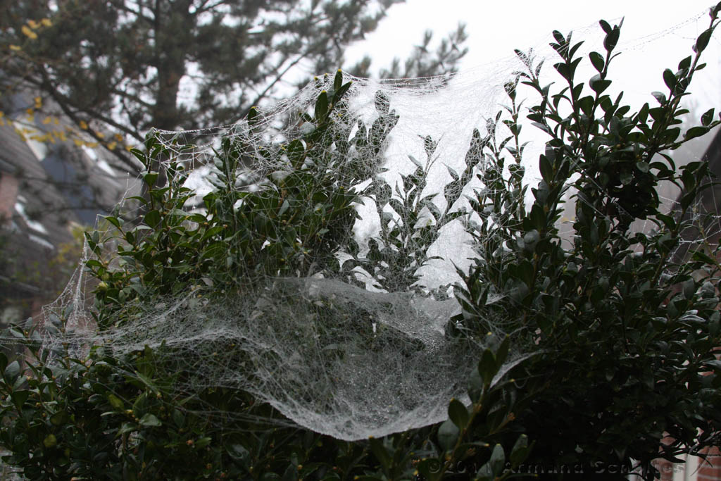 Cobwebs_27.jpg