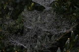 Cobwebs_01