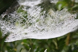 Cobwebs_02