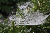Cobwebs_04