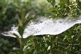 Cobwebs_05