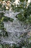 Cobwebs_07