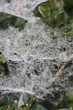 Cobwebs_08