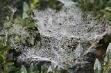 Cobwebs_09