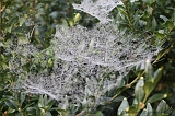 Cobwebs_11