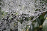 Cobwebs_12