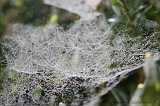 Cobwebs_13