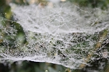 Cobwebs_14