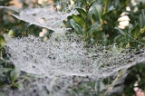 Cobwebs_15