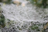 Cobwebs_16